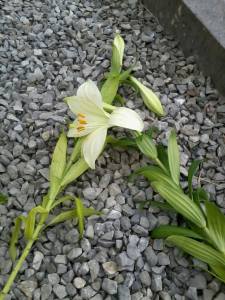 1402350_10202335188810020_130709209_o