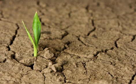 resilient-sprout-in-drought_645x400