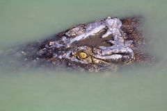 crocodile-under-water-danger-38873839